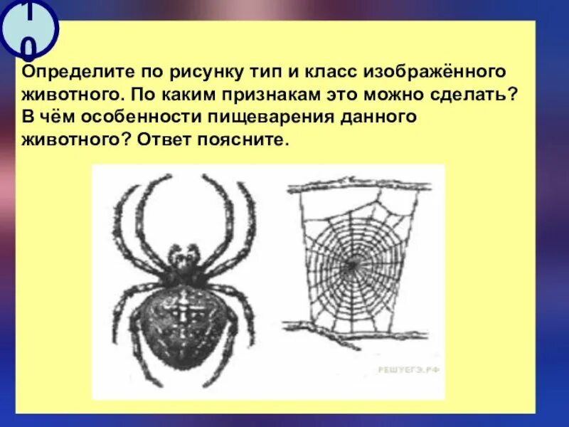 Признаки какого класса на нем изображены. По рисунку определите. Определите Тип и класс животного изображенного на рисунке. Определите вид зверя по рисунку. Определить по рисунку Тип и класс животного паук.