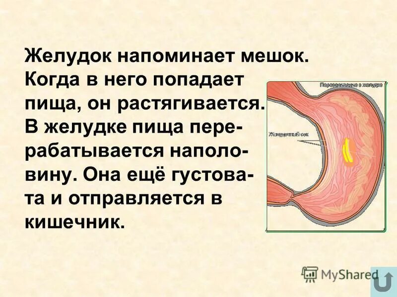 Почему становится желудок