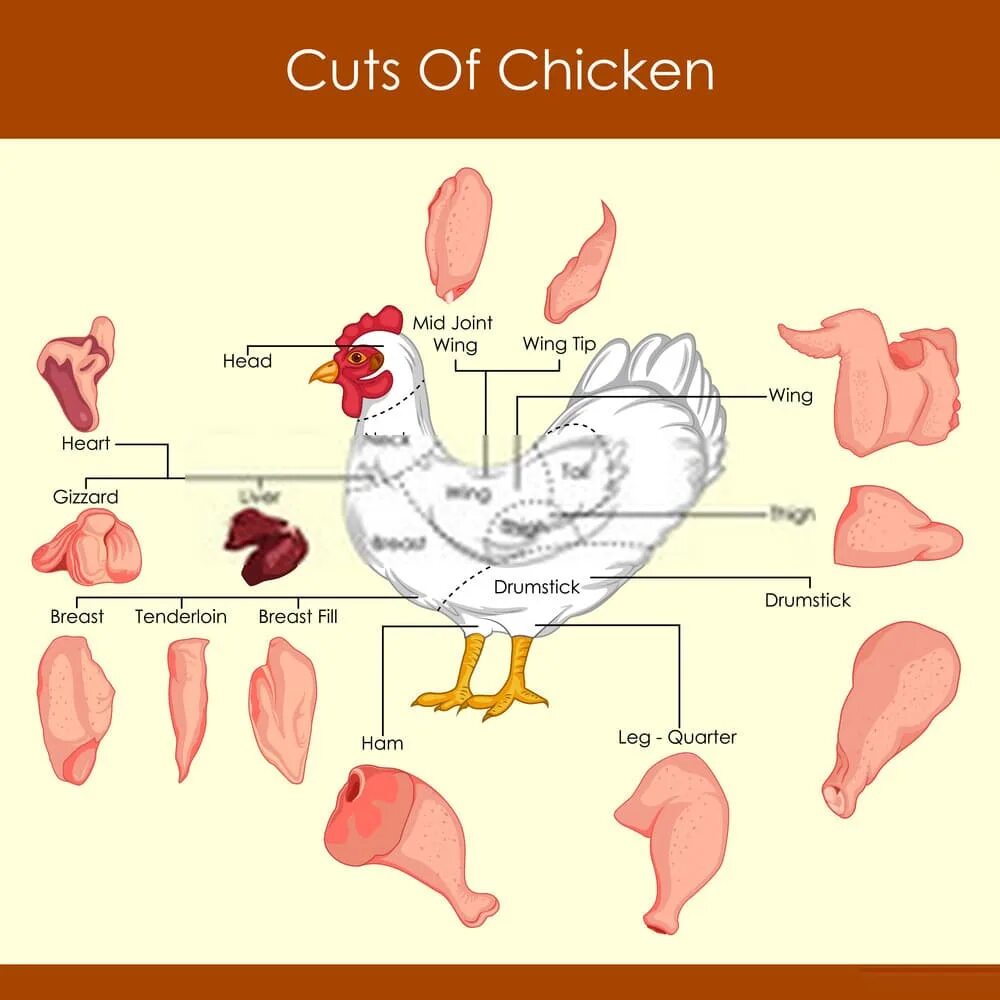 Chicken cuts. Chicken neck illustration. • chicken mid joint wing перевод.