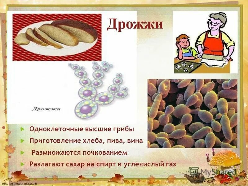 Дрожжи высшие грибы. Дрожжи грибы. одноклеточные грибы дрожжи. дрожжи презентация. дрожжи по биологии.