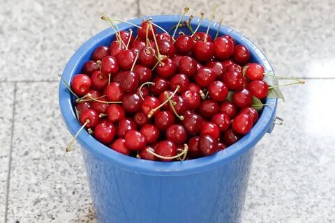 Вишня стоит 120