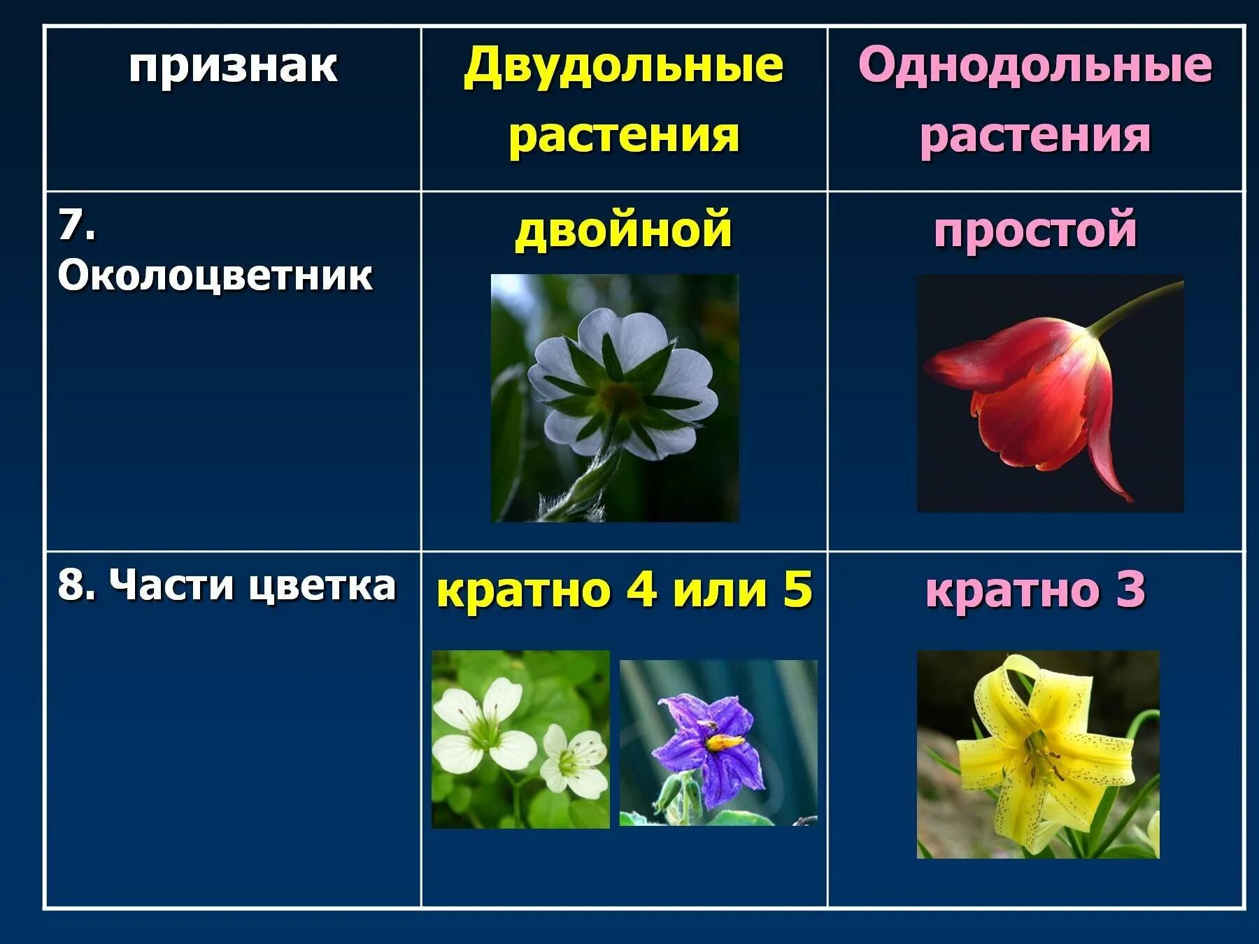 Культурные растения семейства покрытосеменных