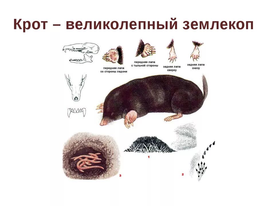 В какой среде обитает крот