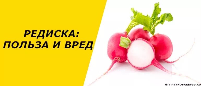 Редиска польза. Чем полезна редиска. Чем полезен редис. Чем полезна редиска для организма. Редиска польза и вред для организма