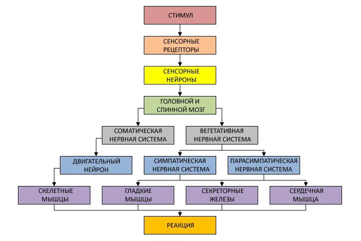 G2c правительство для граждан. Схема дропшиппинга. Беру система работы. Профессиональный стандарт педагога. Etl процессы.