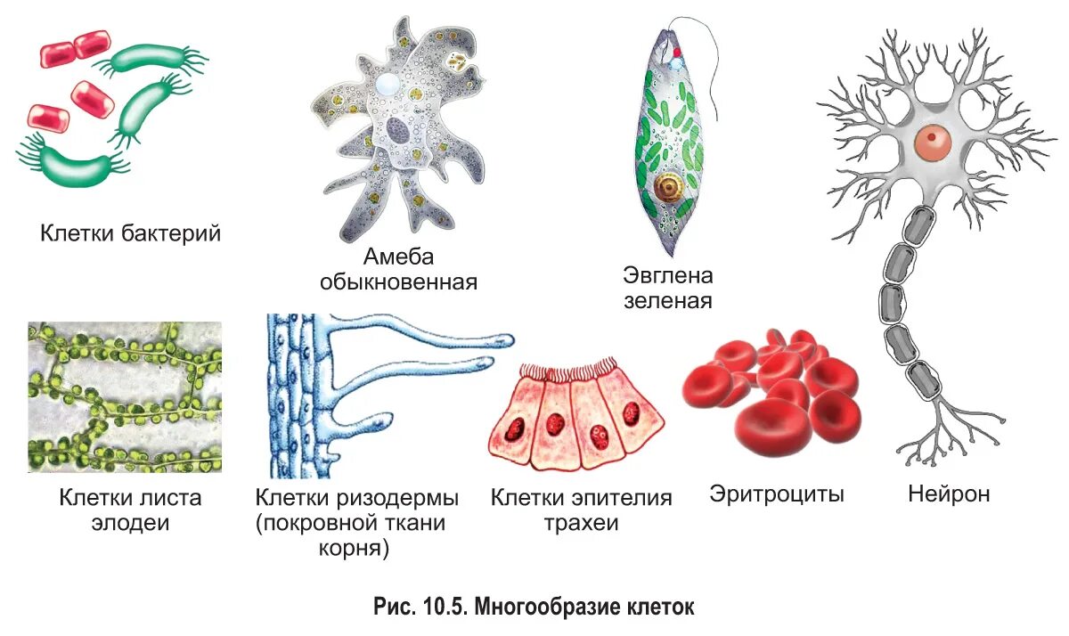 Формы живого биология. Разнообразие клеток эукариот. Схема строения клетки многообразие клеток. Разнообразие форм клеток. Многообразие.