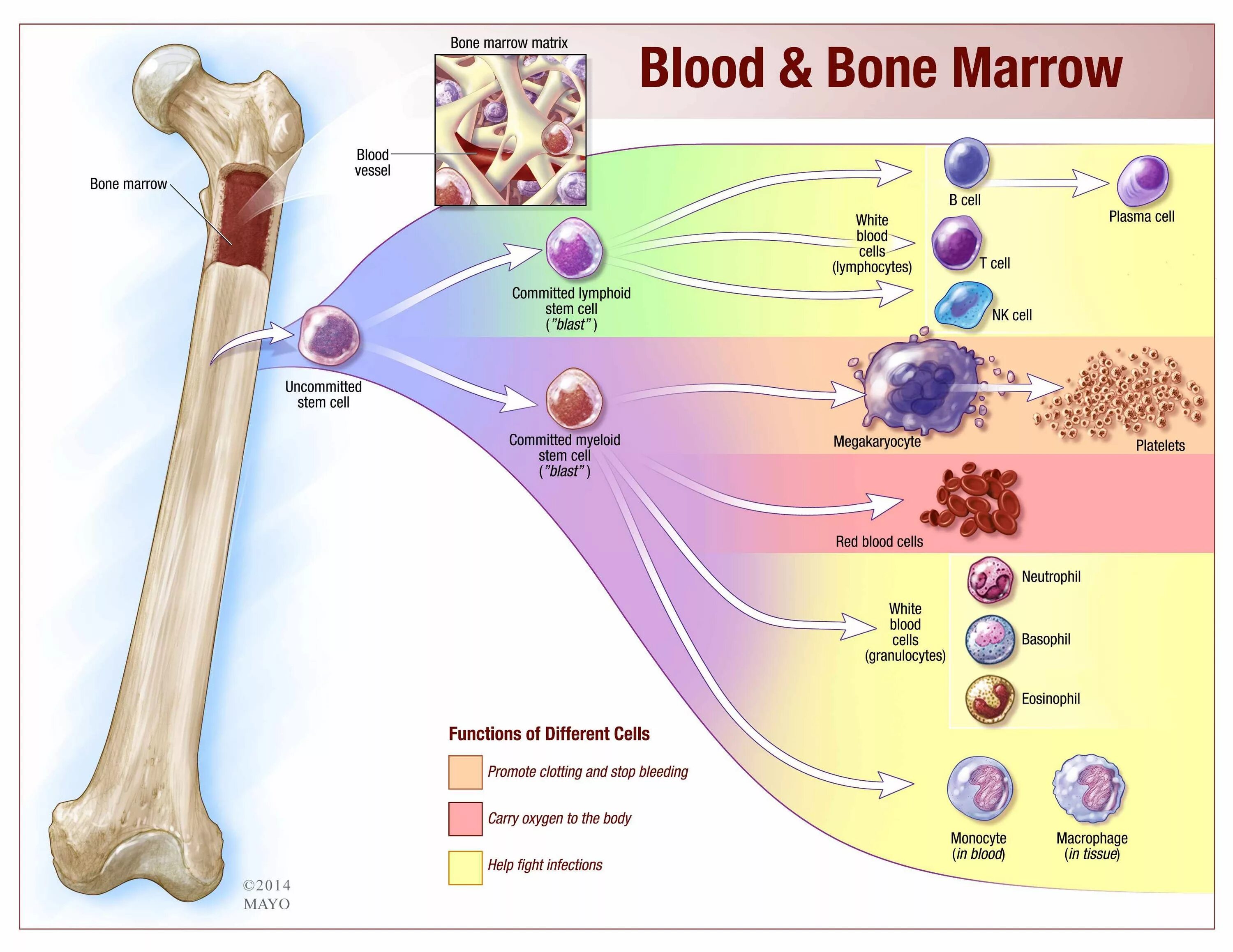 Кровь кости на русском языке. Костный мозг Геншин. Стволовые клетки костного мозга. Стволовая клетка костного мозга. Bone marrow Cells.