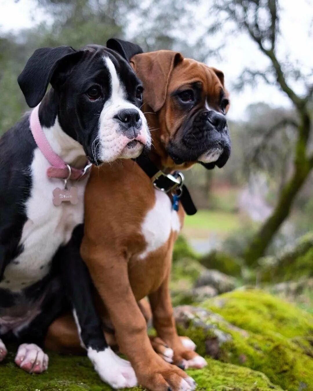 Порода боксер. Порода немецкий боксер. Боксер порода собак. Боксер какая собака. Боксёр собака.