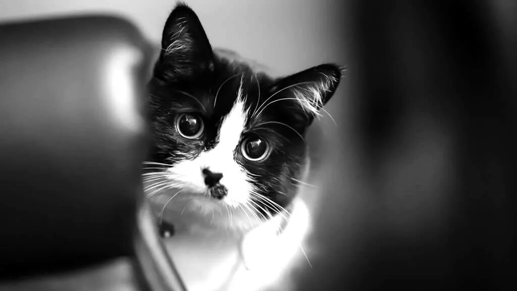 Cute Gray Kitten HD Wallpaper