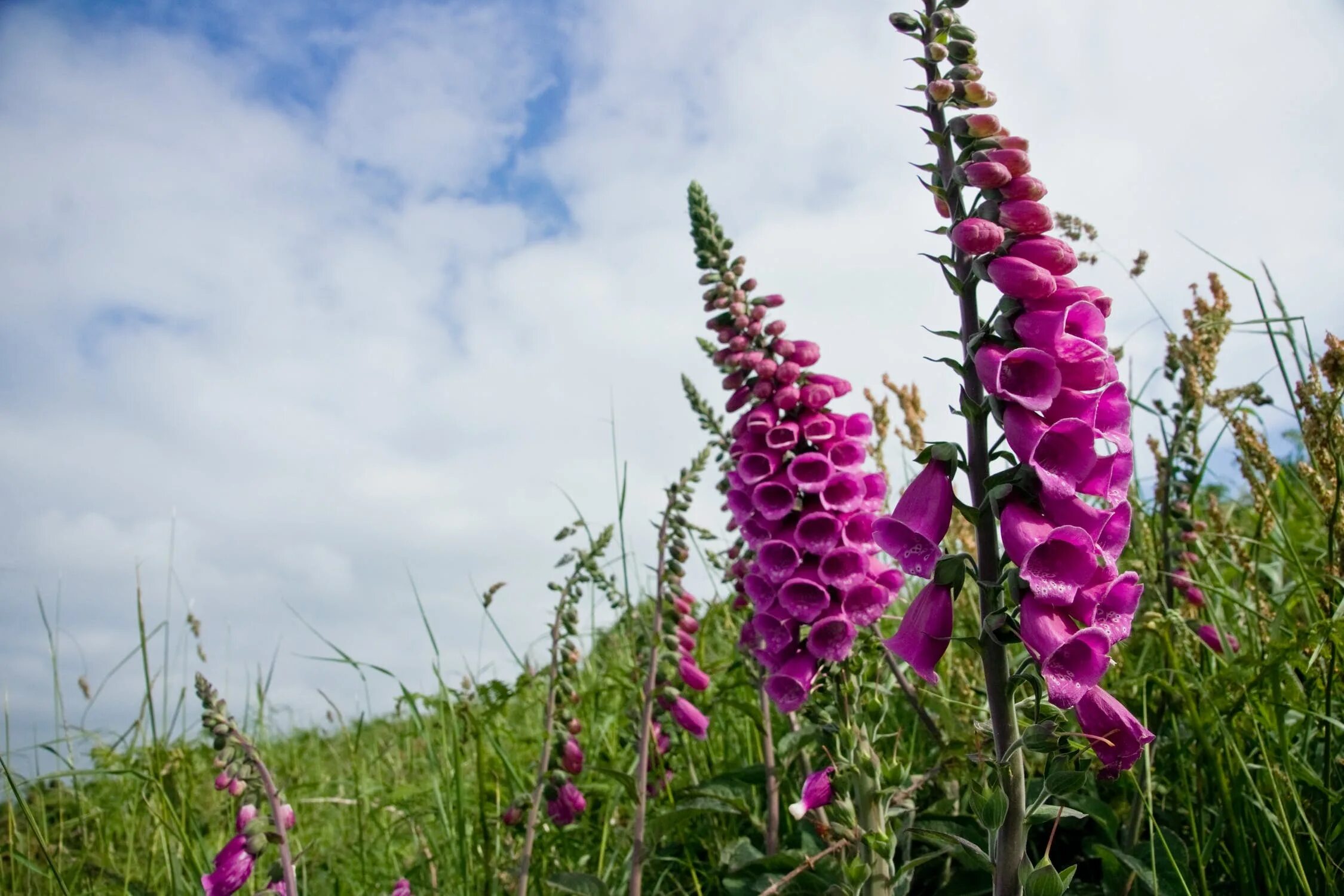 Foxglove. Дигиталис наперстянка. Наперстянка Зарница. Наперстянка Жемчужина. Наперстянка пурпуровая.