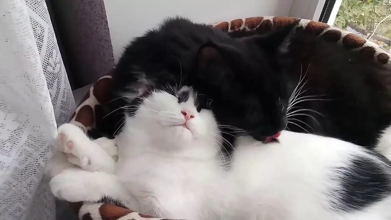 Ласка и кошка. Котята ласки. кошачьи ласки картинки. чёрно-белый кот ласкается.