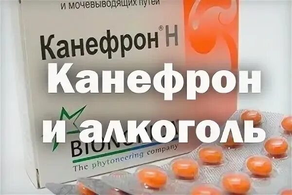 Можно пить канефрон