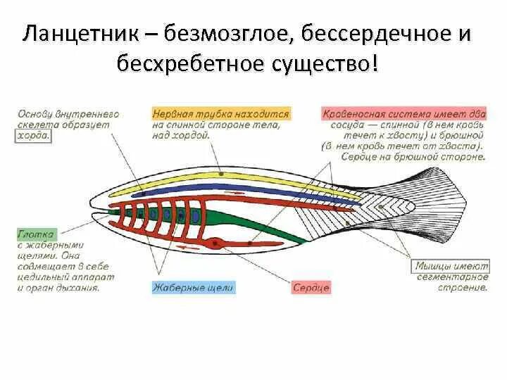 Кровообращение ланцетника. Строение ланцетника ЕГЭ. Строение нервной системы ланцетника. Кровеносная система ланцетника 7 класс. Невроцель у ланцетника.