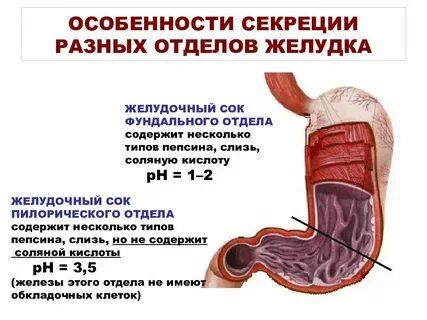 Какие особенности желудка