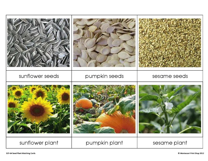 How many plants. Seeds Worksheet. Seeds шаблон. Plant Seeds. How to Plant Seeds.