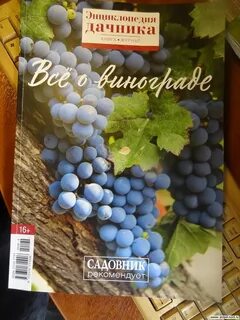 Журнал виноград