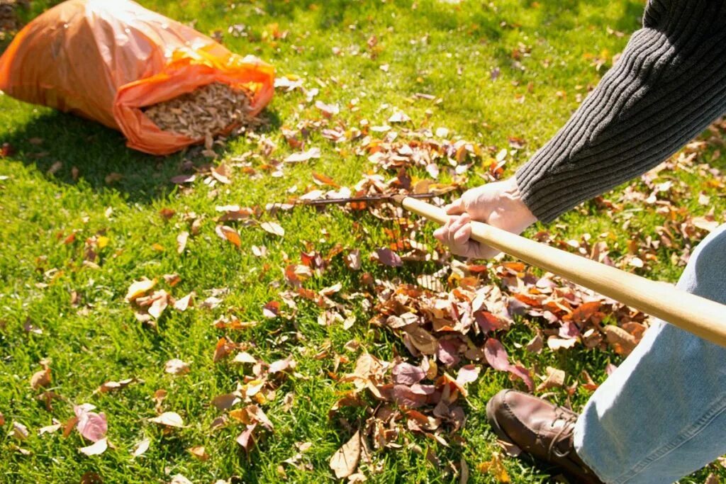 Отходы в саду. Осенние работы. Уборка листвы в саду. Сбор листьев. Собирать листья.