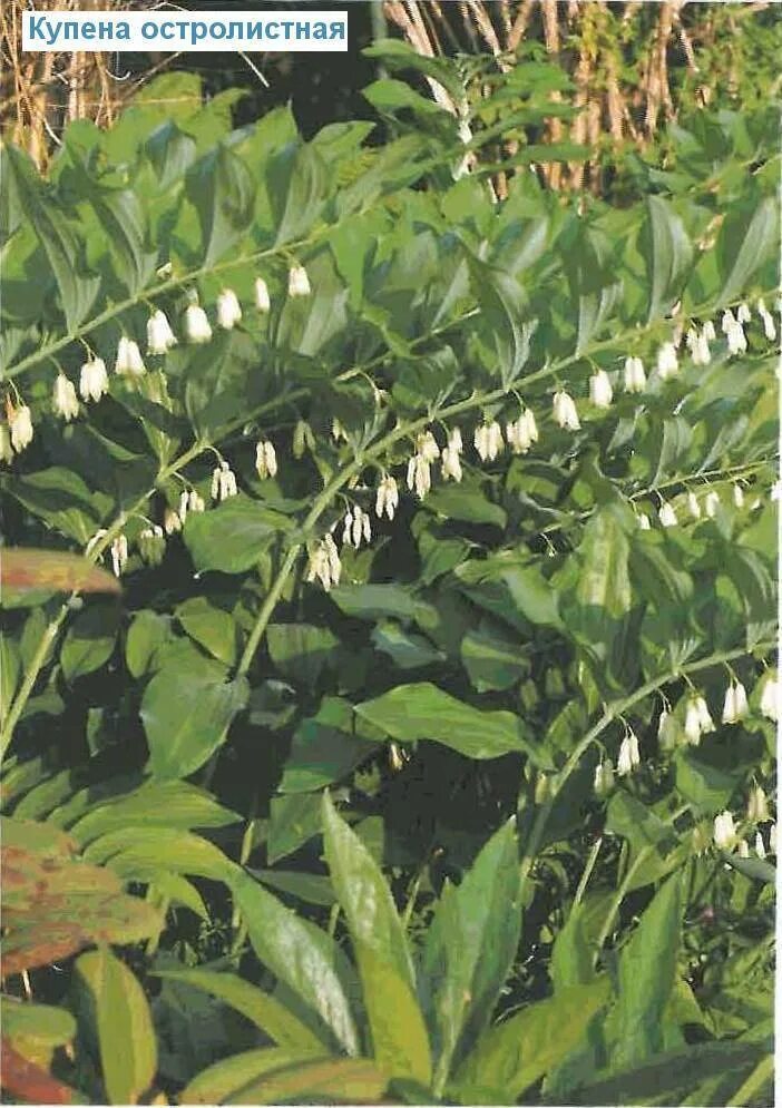 Купена серповидная вариегатум. Купена душистая. Купена (polygonatum). Купена многоцветковая стебель. Купена сибирская.