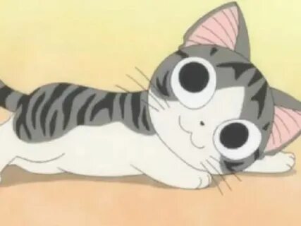 Chis cats