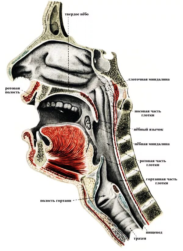 Носовой проход отделен от ротовой полости твердым. Полость глотки анатомия строение. Носоглотка строение анатомия. Анатомия глотки и носоглотки. Носоглотка глотка гортань.
