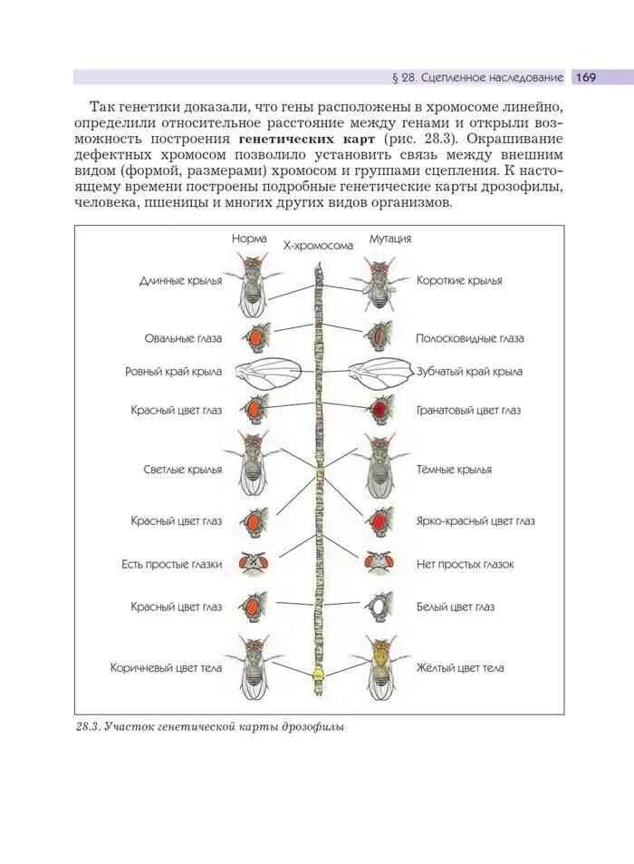 Группы генов расположенных в одной