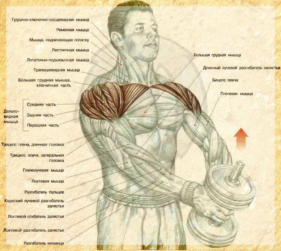Гантели дельтовидные мышцы. Упражнения для мышц плеч. Упражнения на дельтовидные мышцы с гантелями. Подъем гантелей перед собой мышцы. Дельтовидные мышцы плеч упражнения.