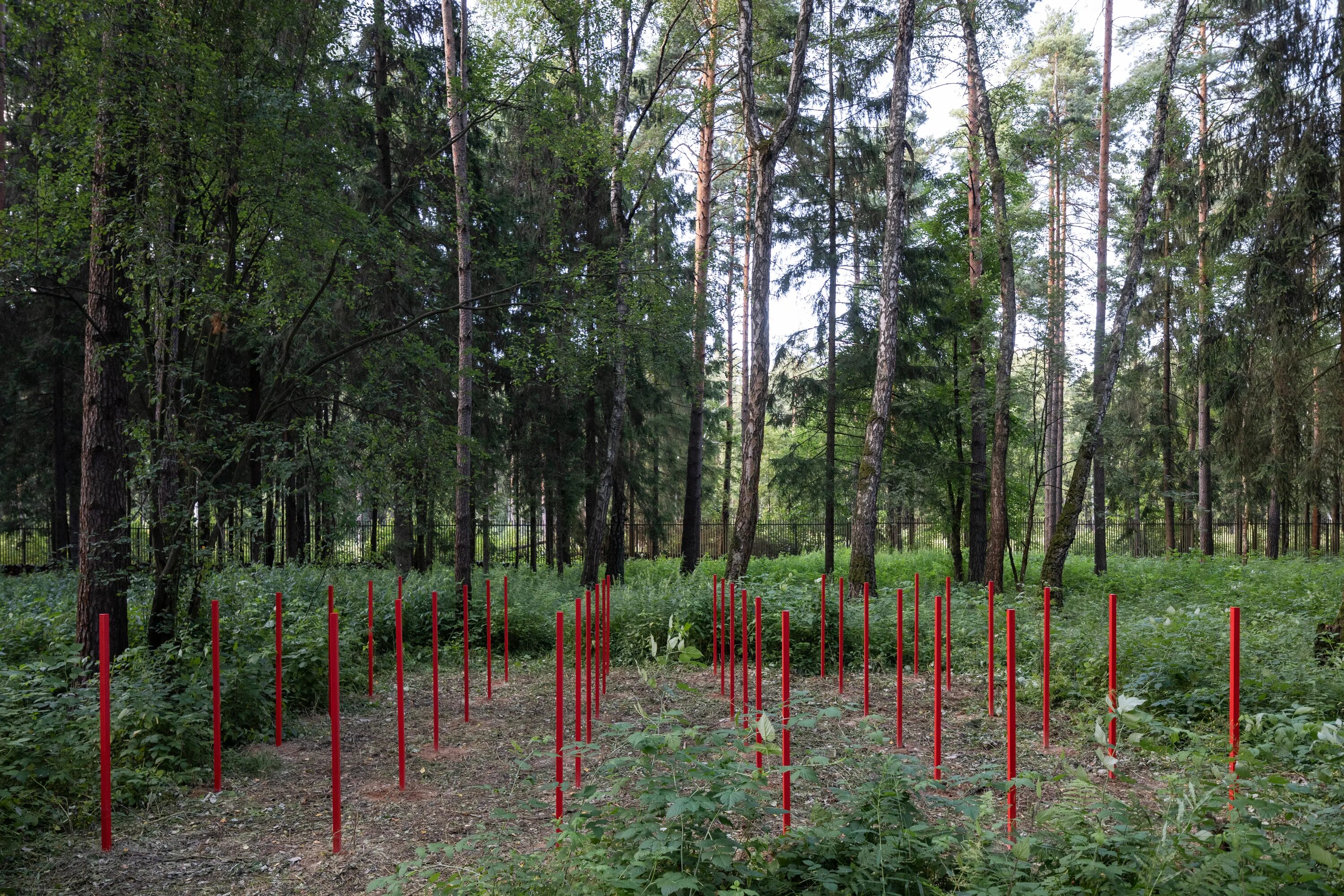 Чаща в каком районе. Выставка в лесу. наша чаща. вднх лес. экспозиция лес на вднх.
