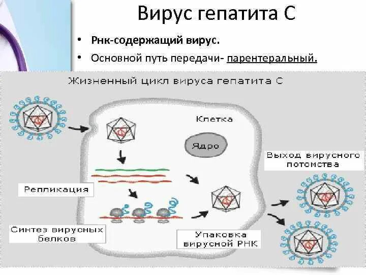 Парентеральное заражение вирусными гепатитами. Вирусные гепатиты с парентеральным путем передачи. Пути передачи вируса гепатита в. Основной путь передачи вирусного гепатита в. Гепатит с пути передачи.