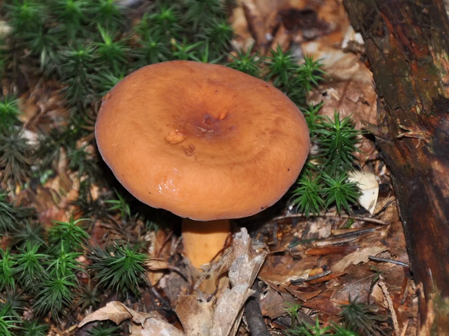 Weeping milk cap mushrooms stock image. Image of fungi - 69345825