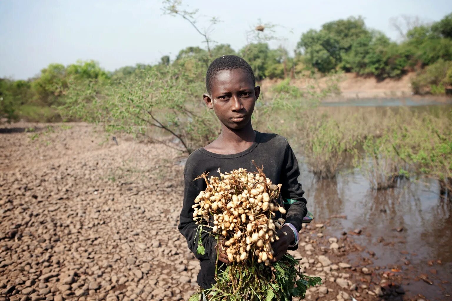 Africa grows. Бамбарский Земляной орех. Арахис в Африке. Сенегал сельское хозяйство. Африканский Земляной орех.