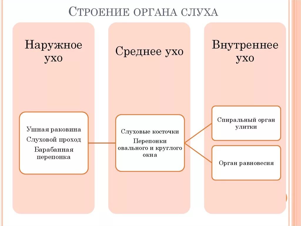 Наружное среднее внутреннее ухо строение таблица. Строение уха наружное среднее внутреннее таблица. Строение и функции наружного среднего и внутреннего уха. Строение уха наружное среднее внутреннее.