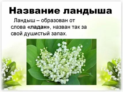 Систематика ландыша майского