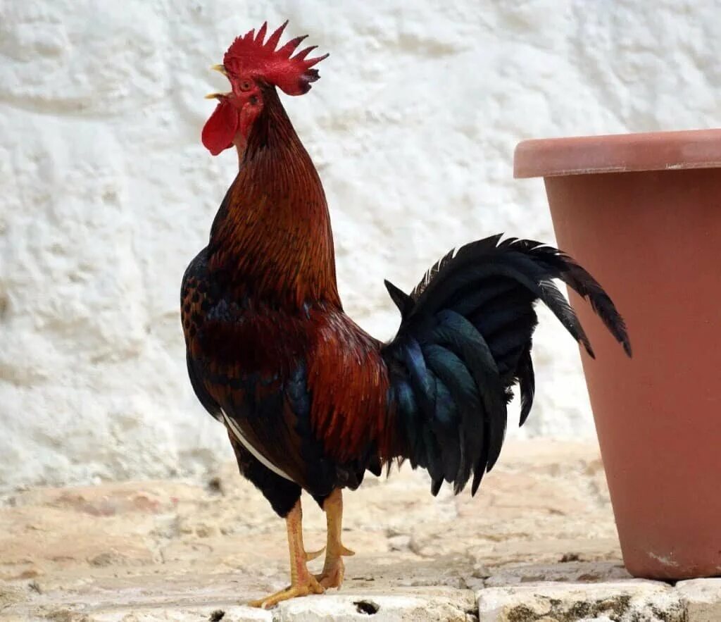 Петух (птица). Петух. Куриные беседы. Петух. Красивый петух.