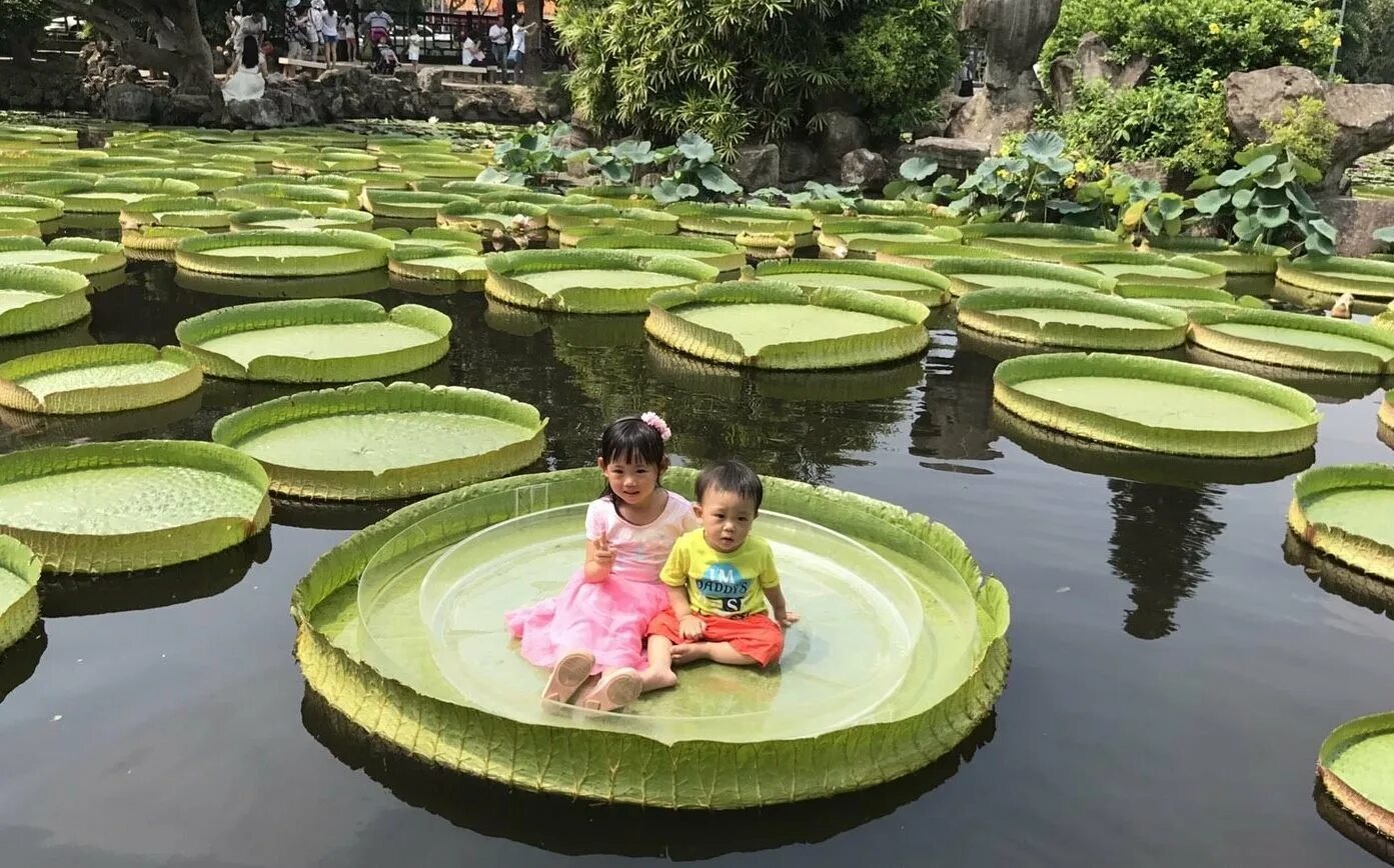 Водное тропическое