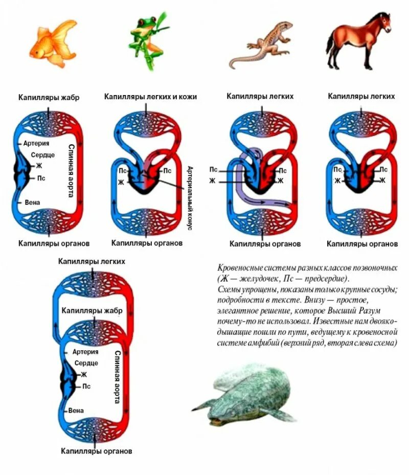 Круги кровообращения у разных классов животных. Эволюция кровеносной системы позвоночных животных схема. Круги кровообращения у позвоночных животных схемы. Круги кровообращения Эволюция схема. Земноводные пресмыкающиеся млекопитающие строение кровеносной системы сходство