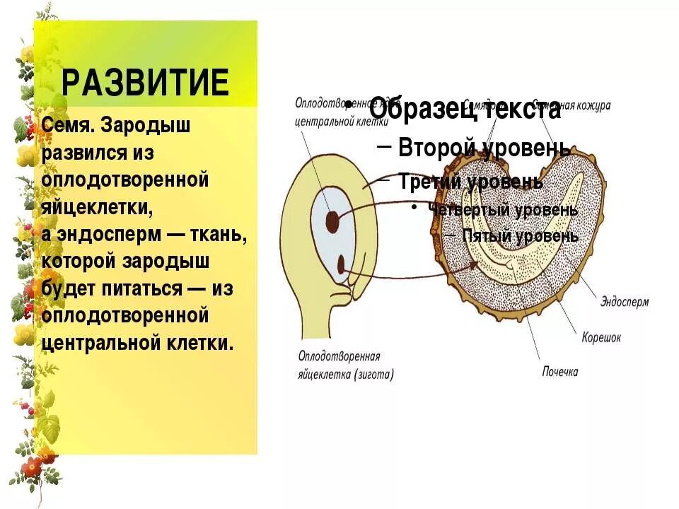 Эндосперм семени покрытосеменных растений развивается из. Зародыш семени развивается из. Формирование зародыша семени. РЗ чего развивается эндосперм.