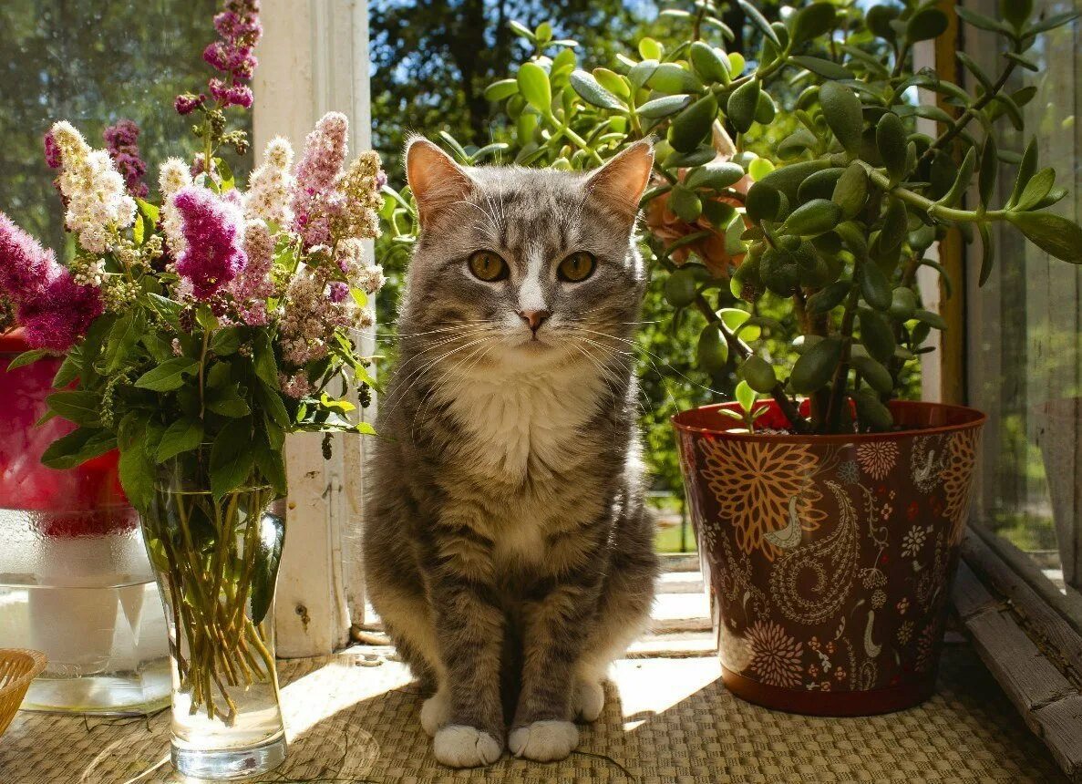 Скинь цветок. Кошки и цветы. Кот на подоконнике. Цветочный кот. Кот на подоконнике летом.