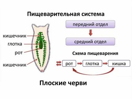 Пищеварительная система ресничных плоских червей