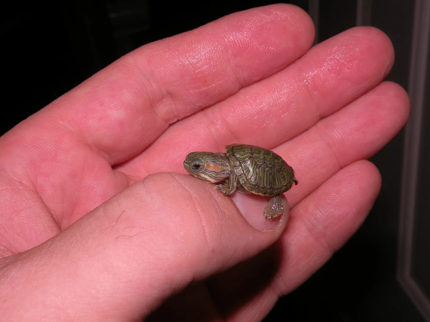 Черепашка красноухая маленькая. Малюсенькие красноухие черепахи. Красноухая Болотная черепаха. Красноухая черепаха маленькая.