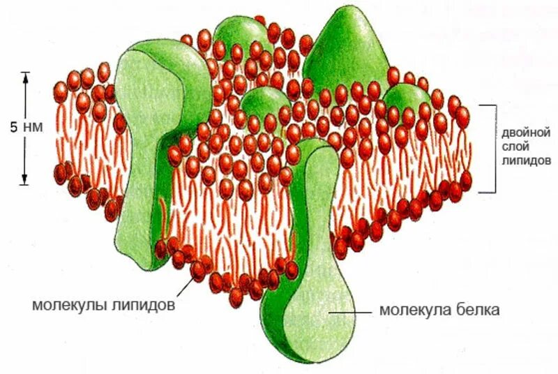 Молекулы липидов функции