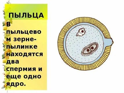 Образование пыльцы растениями