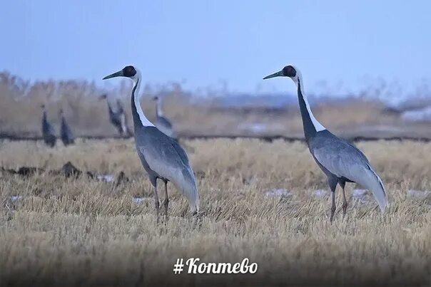 Журавль даурский забайкалья. Журавль даурский забайкалья. Гусь сухонос в забайкалье. Даурские птицы. Даурский журавль забайкальский край.