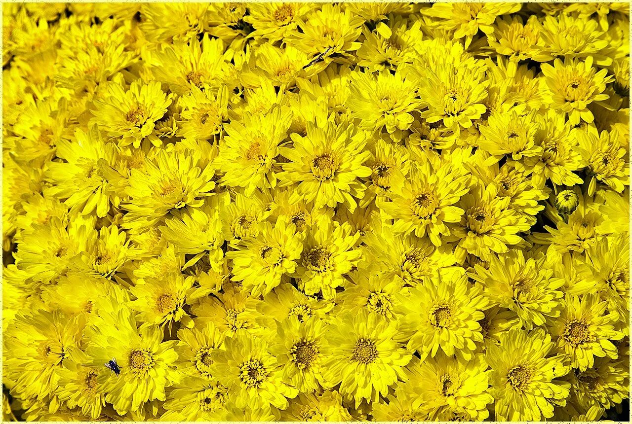 Желтый цветочный фон. Фон цветочный нежный. Желтые цветочки. Желтые обои. Красивый желтый фон.