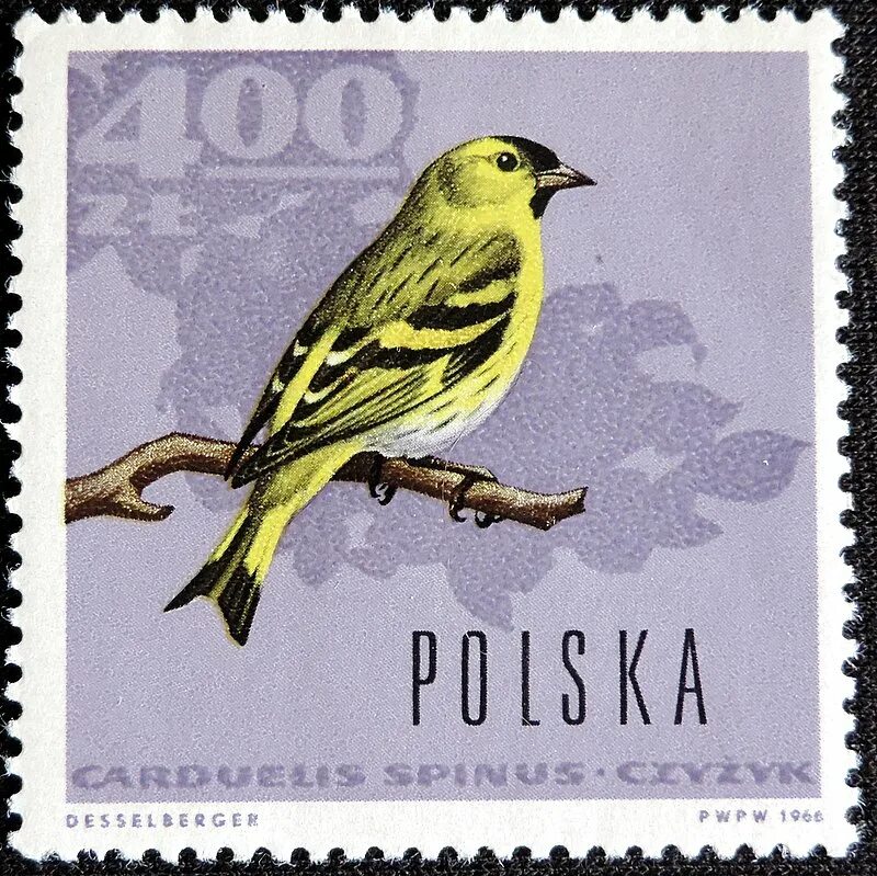 чиж живет. чиж птица описание. чиж птица описание. чиж зимующая птица или перелетная. про чижа 2 класс.