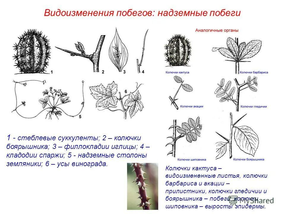 Видоизменение листьев кактуса