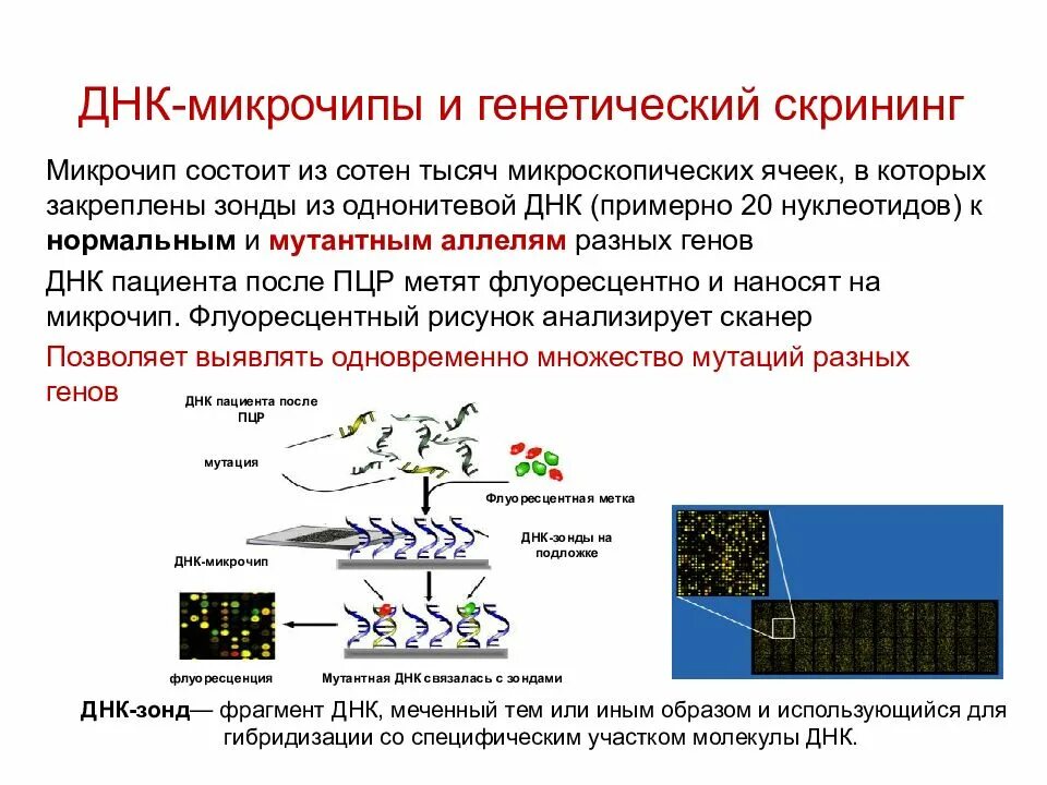 Экспериментатор используя методы генной