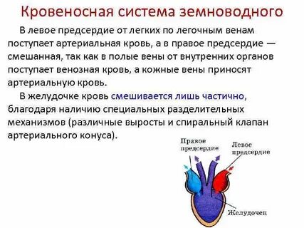 Кровеносная система амфибий утверждения