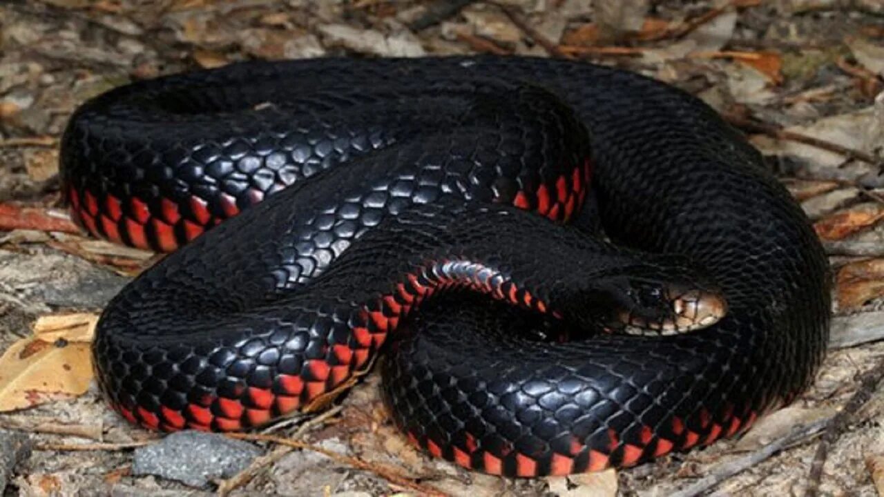 Змеи черного цвета. Красный Аспид змея. Гадюка меланист. Краснобрюхий Аспид. Черная ехидна змея.