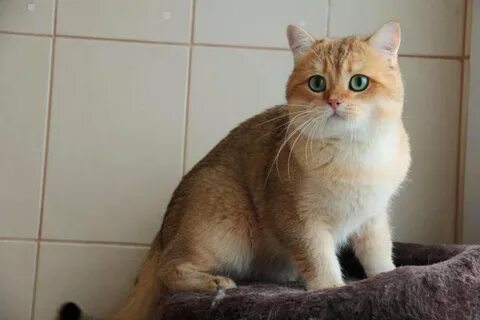 Золотая шиншилла страйт