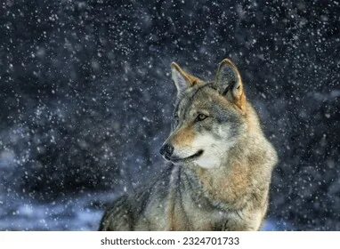 Wolf against